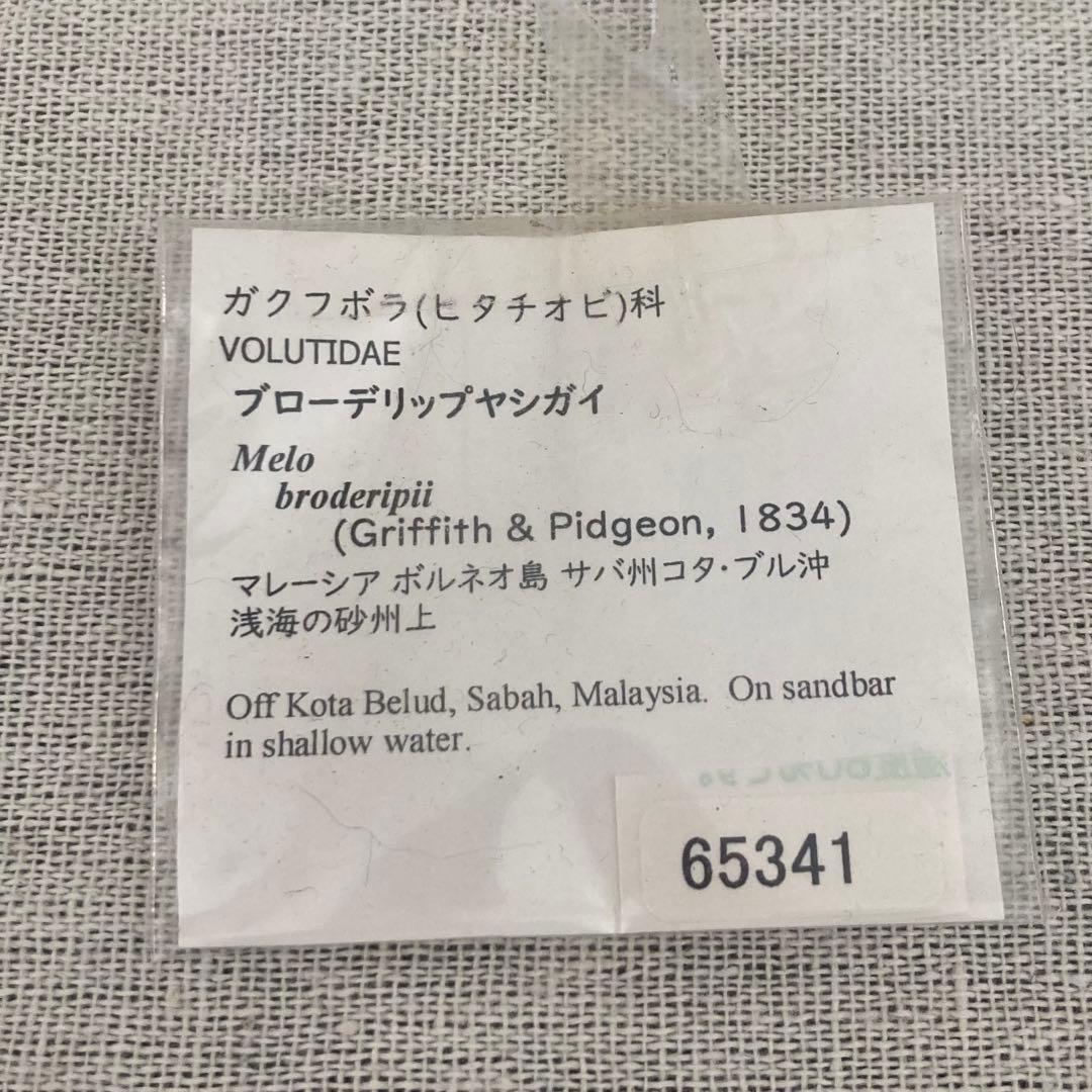 フローデリップヤシガイ　インテリア装飾