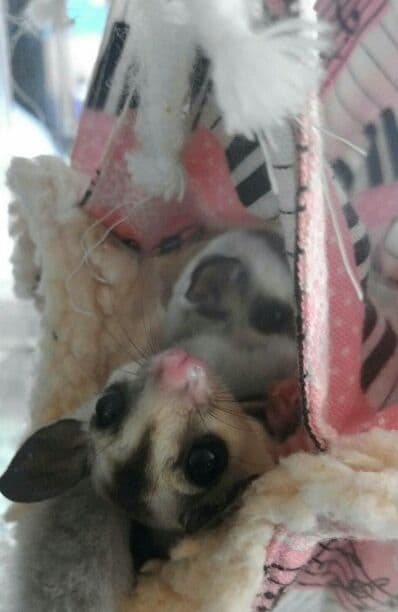 モモンガハウス(水彩花)暖かプードルボアに丈夫な綿麻キャンパス生地❗