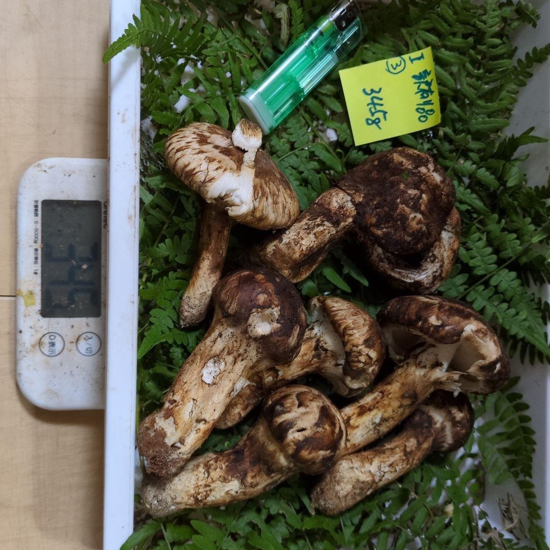 和歌山松茸　新鮮朝市　訳有り品　345㌘