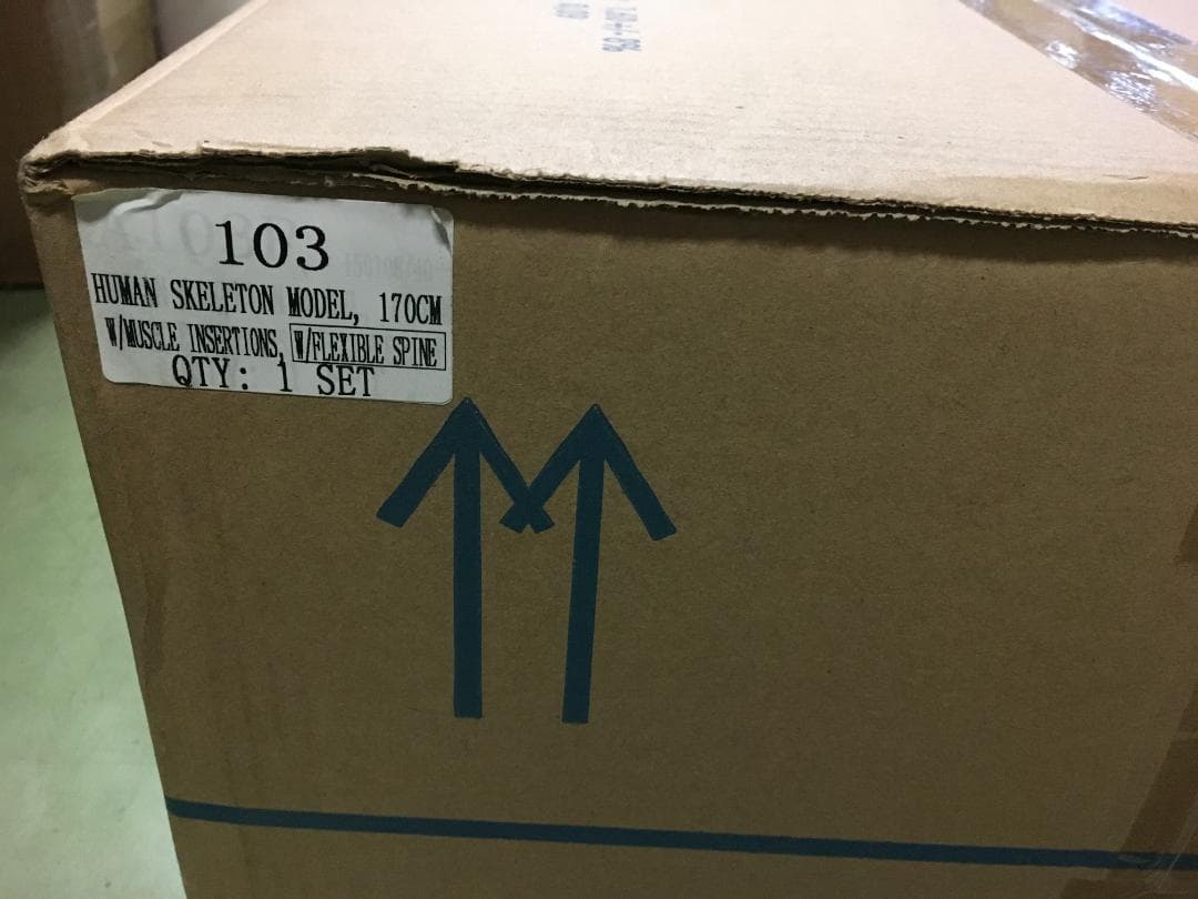 人体骨格模型 脊柱可動型の全身骨格模型 筋肉起始 170cm 等身大 高精度