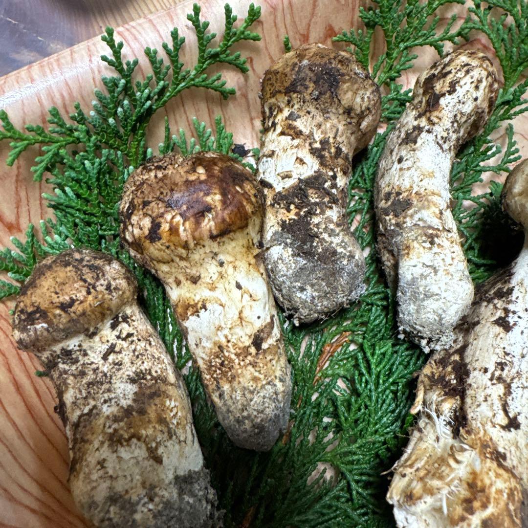 【クール送料込み！！】岐阜県産　松茸 340g※一部訳あり