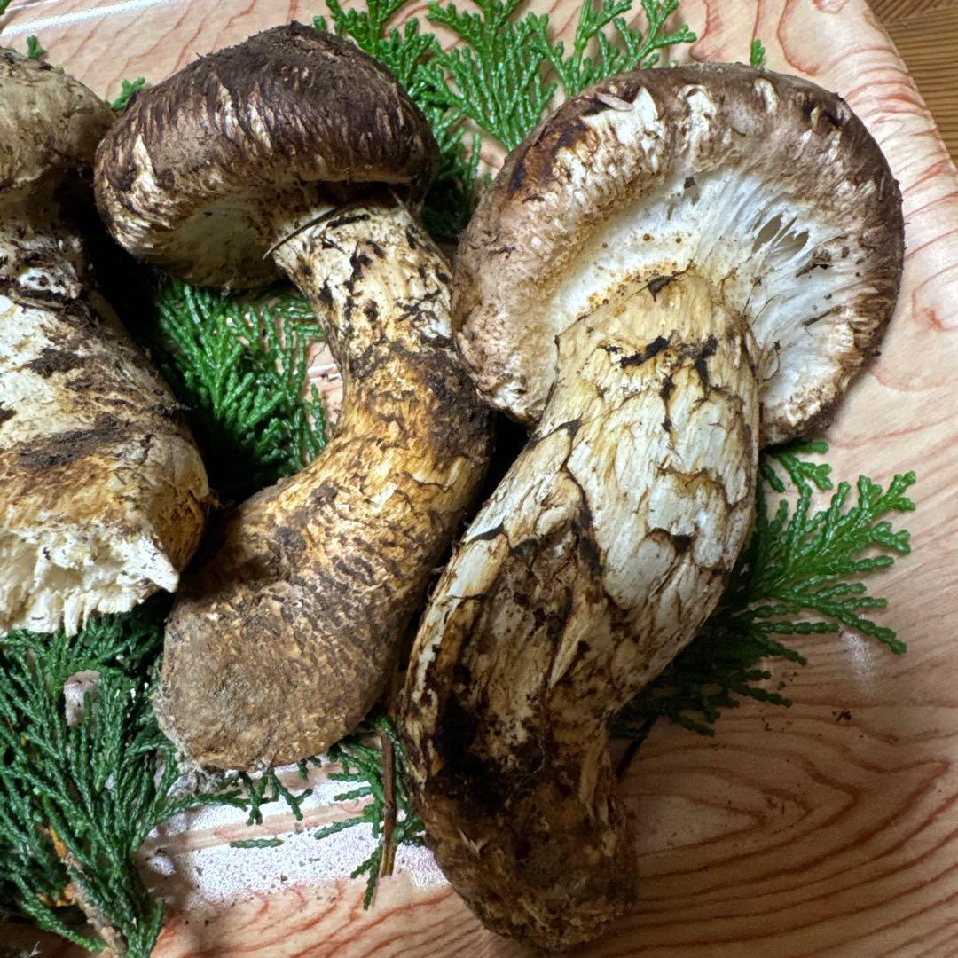 【クール送料込み！！】岐阜県産　松茸 340g※一部訳あり