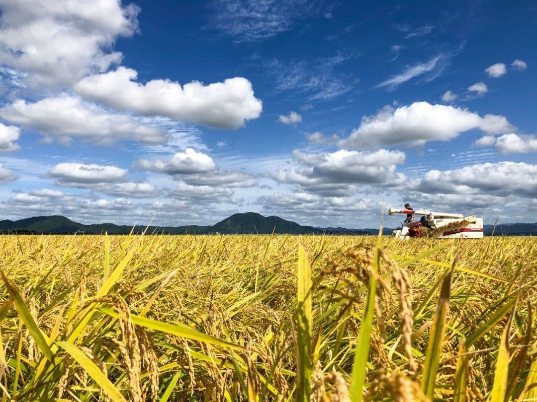京都丹波産新米コシヒカリ