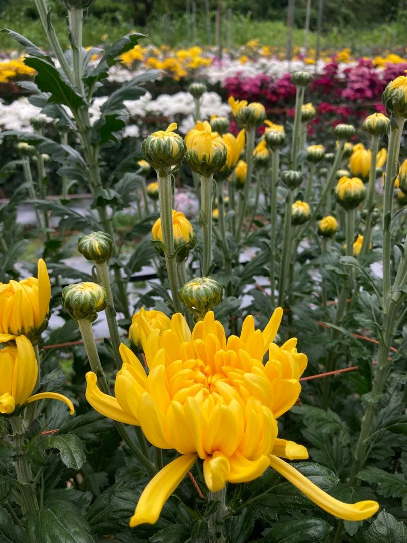 残り3個　訳あり　丸干し芋 生産農家だからできると〜てもお得‼️ な大箱売11kg