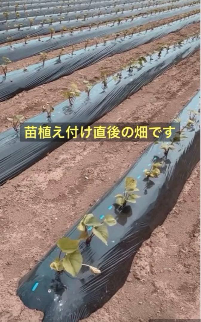 残り3個　訳あり　丸干し芋 生産農家だからできると〜てもお得‼️ な大箱売11kg