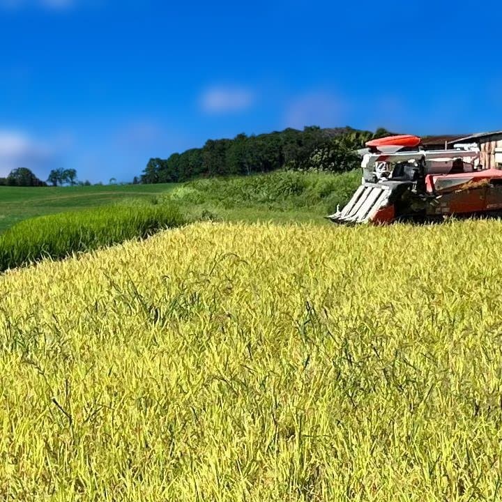 令和6年8月収穫土佐米/高知県産コシヒカリ 10kg 送料込/精米済(箱入り)