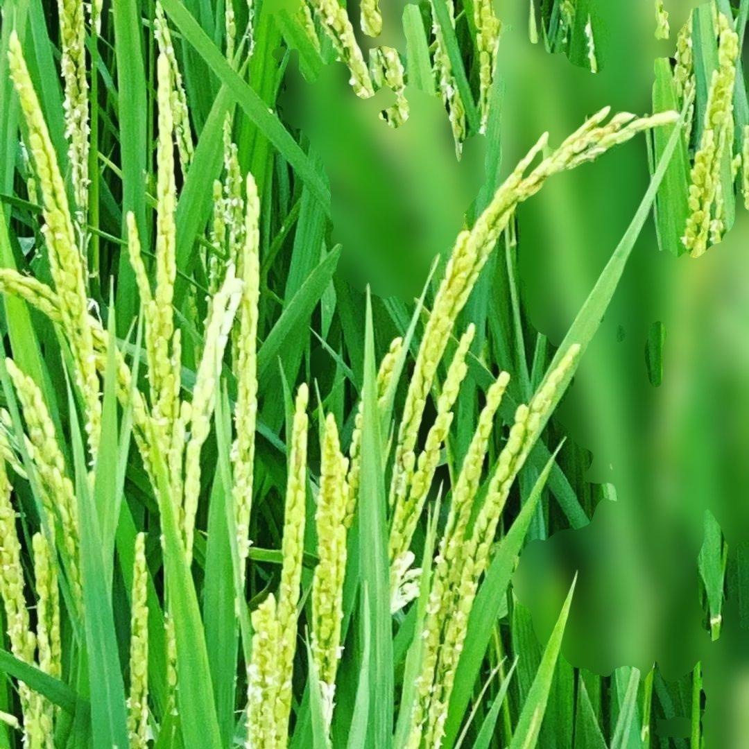 令和6年8月収穫土佐米/高知県産コシヒカリ 10kg 送料込/精米済(箱入り)