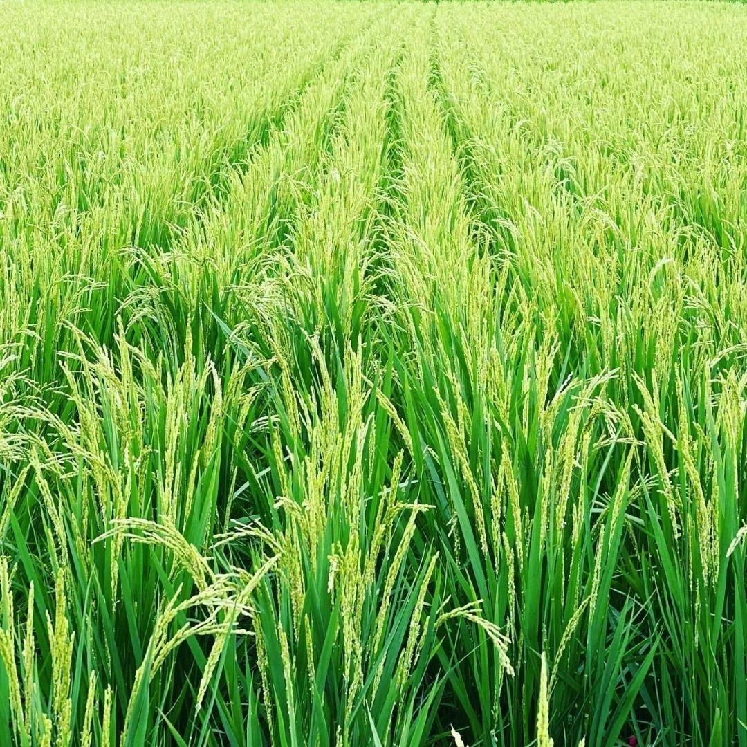 令和6年8月収穫土佐米/高知県産コシヒカリ 10kg 送料込/精米済(箱入り)