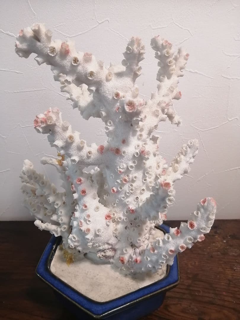 インテリア 大きめ 珊瑚 置物 34×25×27cm 4.2kg