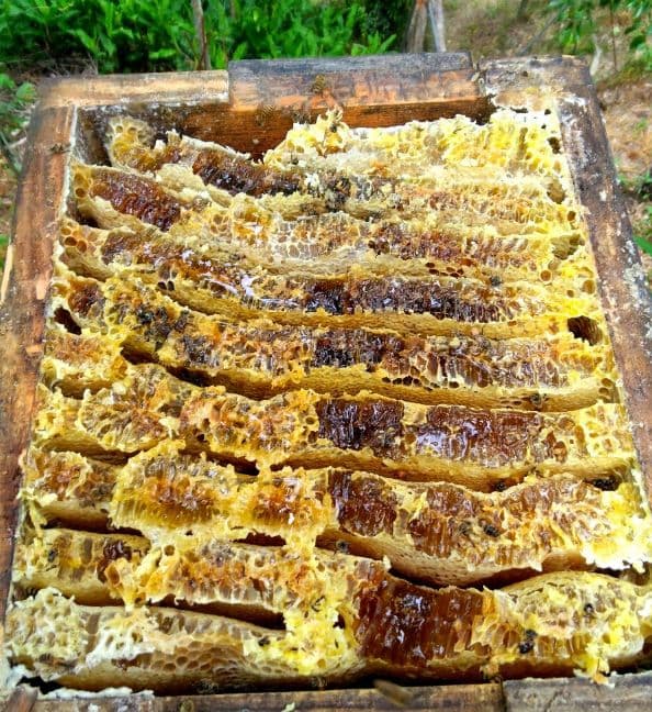 日本ミツバチ　2年蜜　天然蜂蜜（百花蜜)　　　　正味550g　2個入　1100g