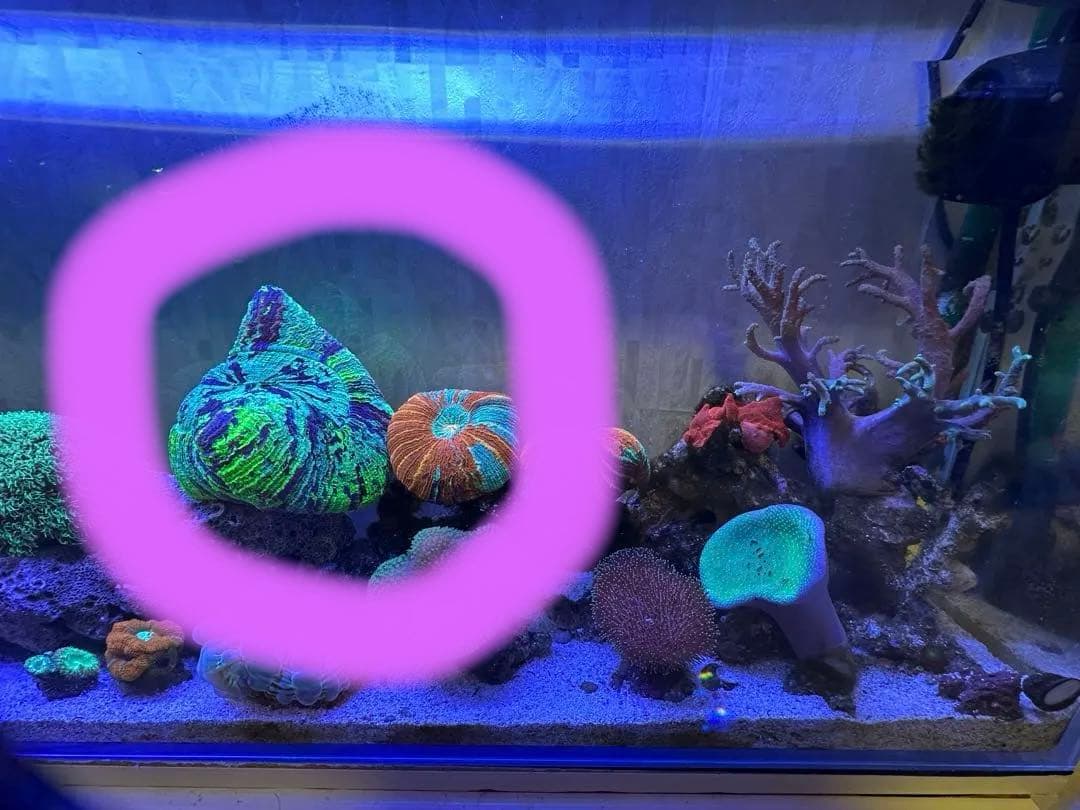 リポビタンD様　7種