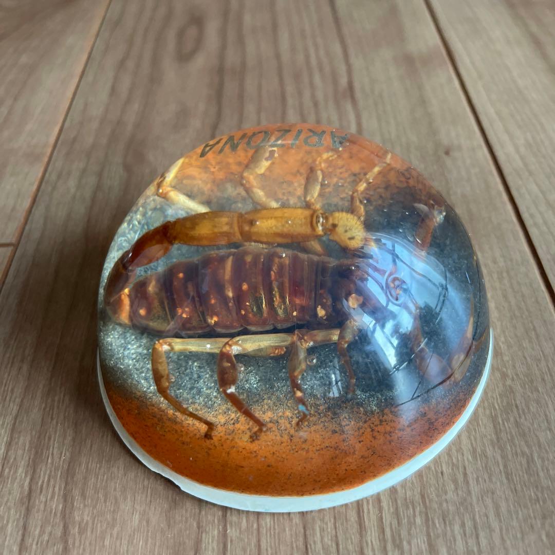 RIZON サソリの標本 直径約10cm アリゾナ製　アメリカ　1990年代