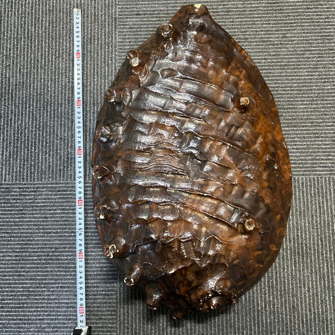 骨董品　大きなアワビの陶磁器