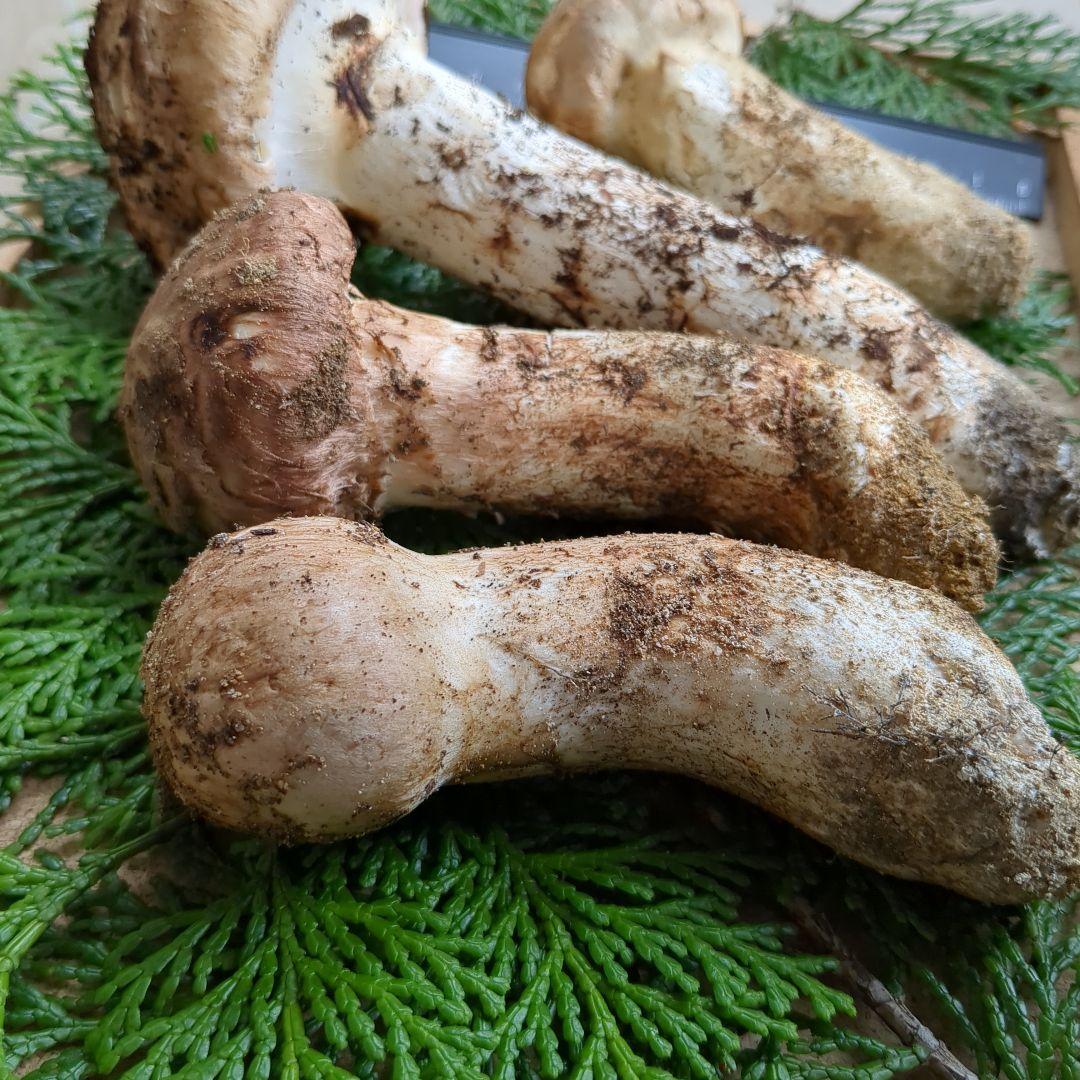 あだむす 信州産松茸 約300g