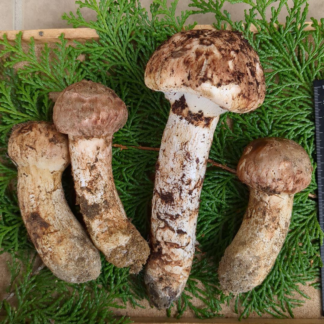 あだむす 信州産松茸 約300g