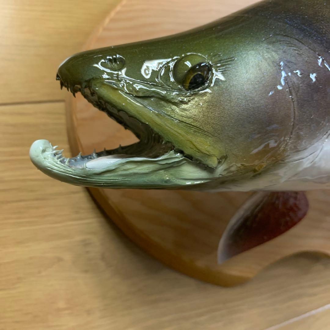 剥製　幅広ブルックトラウト三口シャクレ雄40センチ位 エフクラフト