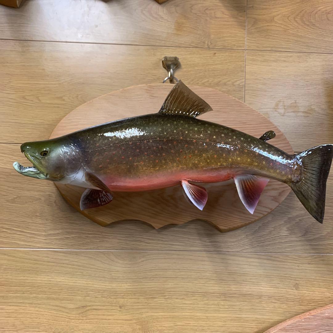 剥製　幅広ブルックトラウト三口シャクレ雄40センチ位 エフクラフト