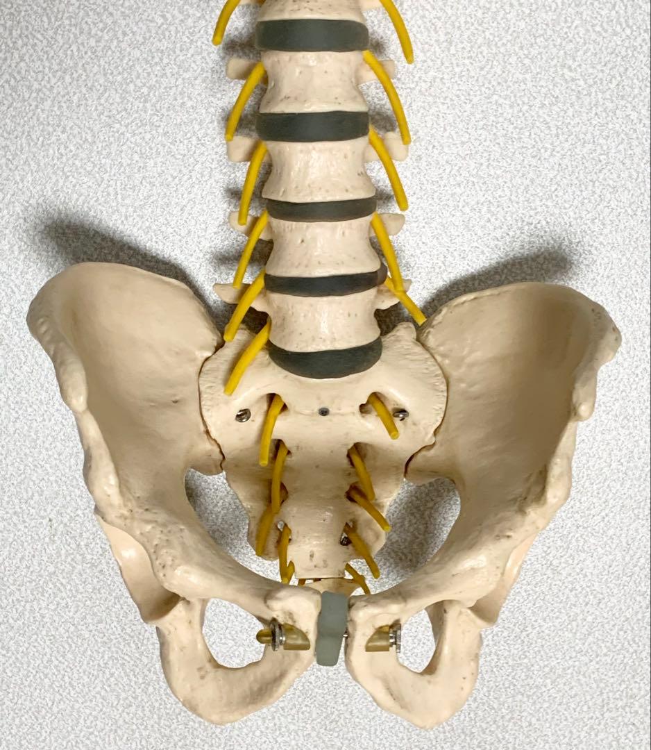 人体脊椎模型 可動式 約85cmカイロプラクティック 全健会 コタロウ ドイツ製