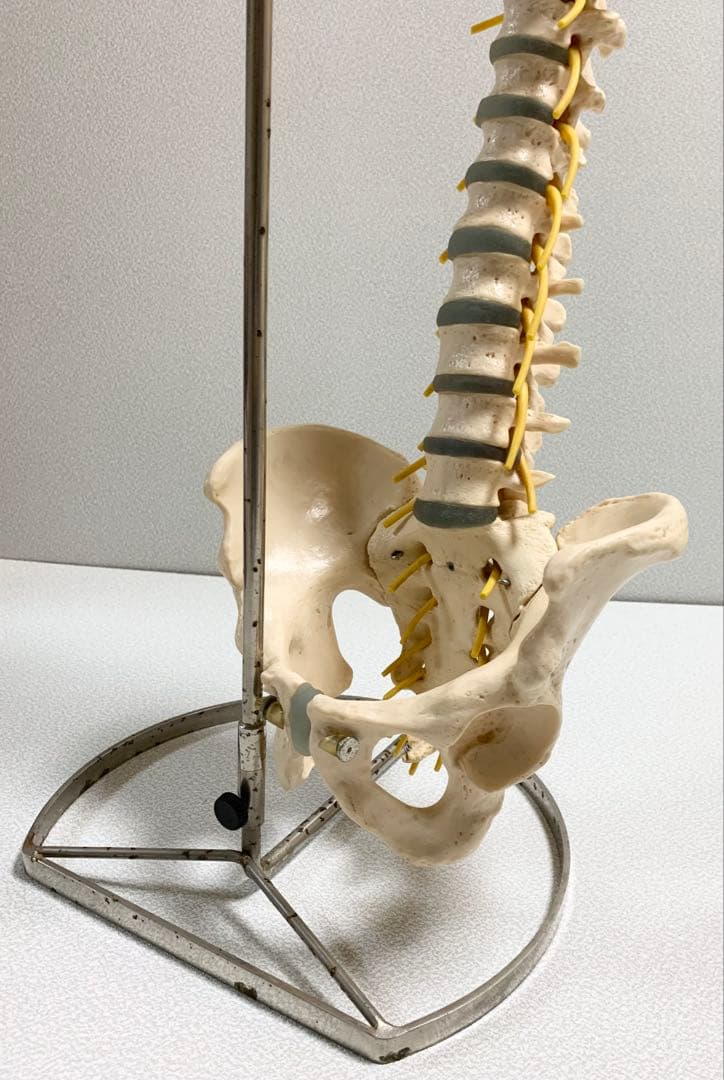 人体脊椎模型 可動式 約85cmカイロプラクティック 全健会 コタロウ ドイツ製
