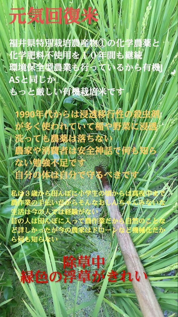 田に入らないと何もわからない 玄米10kg７年産コシヒカリ 特栽①化学農薬不使用