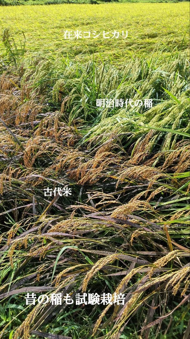 田に入らないと何もわからない 玄米10kg７年産コシヒカリ 特栽①化学農薬不使用