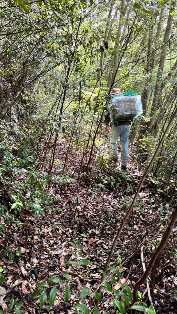 高知県産　百花蜜　たれ蜜　生はちみつ　無添加　非加熱　日本蜜蜂　純粋蜂蜜