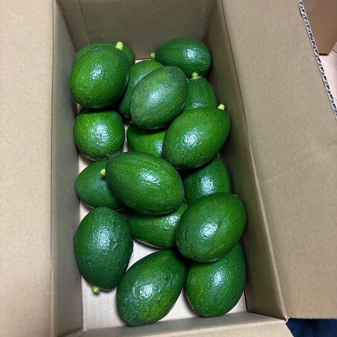 ＊中ぶり・傷物＊国産アボカド【ベーコン】(管理番号：6024）