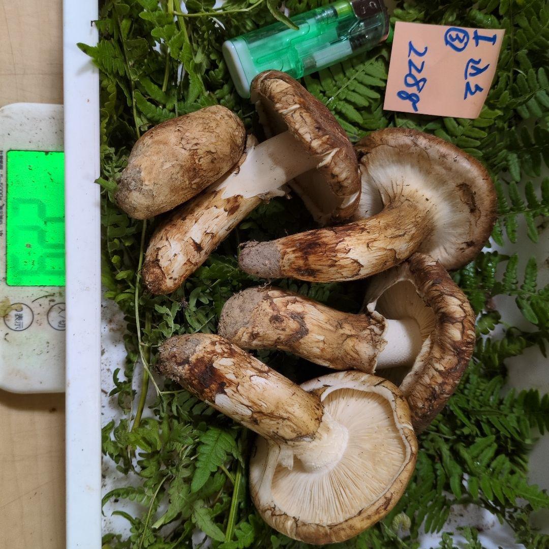 和歌山松茸 新鮮朝市　込み込み　228㌘