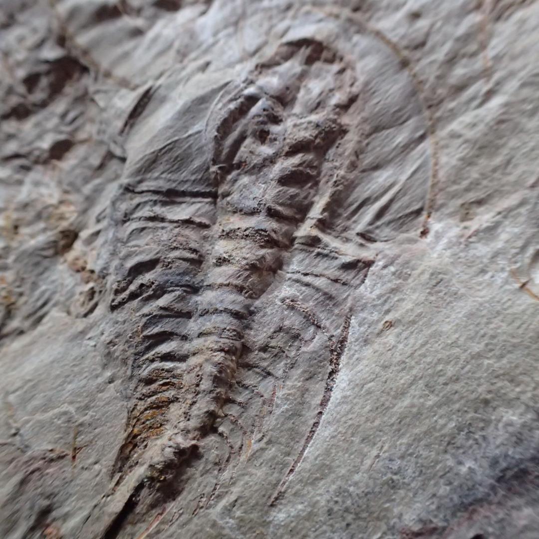 三葉虫の化石 閉鎖産地 オレネルス USA産 本物保証