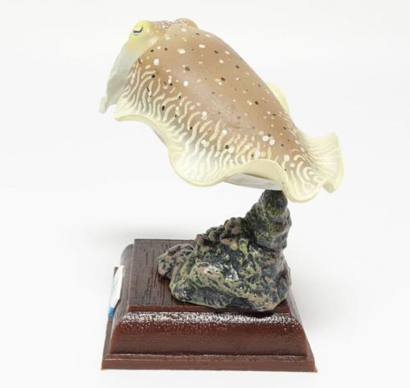 美品　ネイチャーテクニカラー　鳥羽水族館　コブシメ　立体コレクション