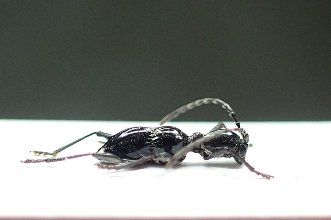 アリにそっくりな超小型のカミキリ！