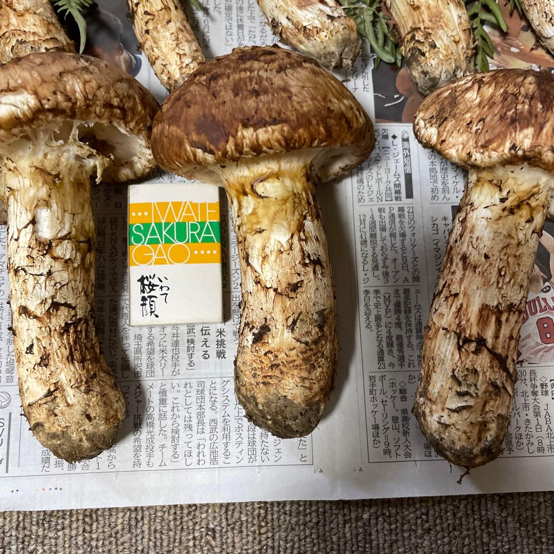 岩手県産マツタケ