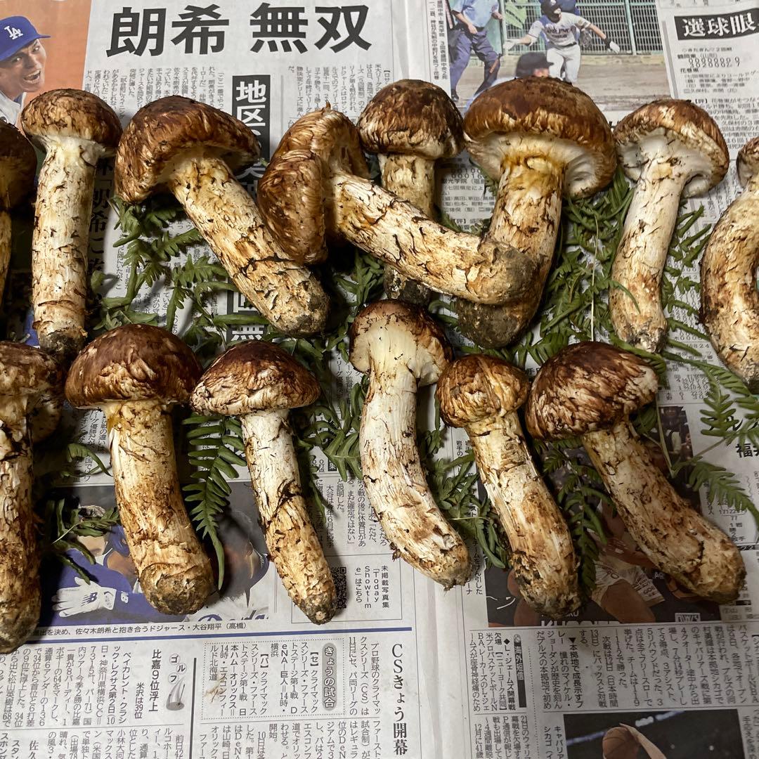 岩手県産マツタケ