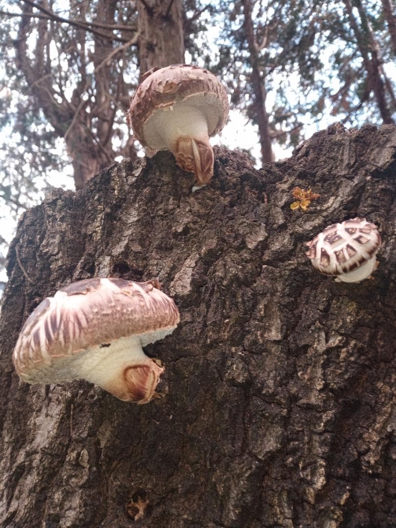 ぼたん夫人さまご予約専用 大分県特産 生どんこ椎茸「秋子」