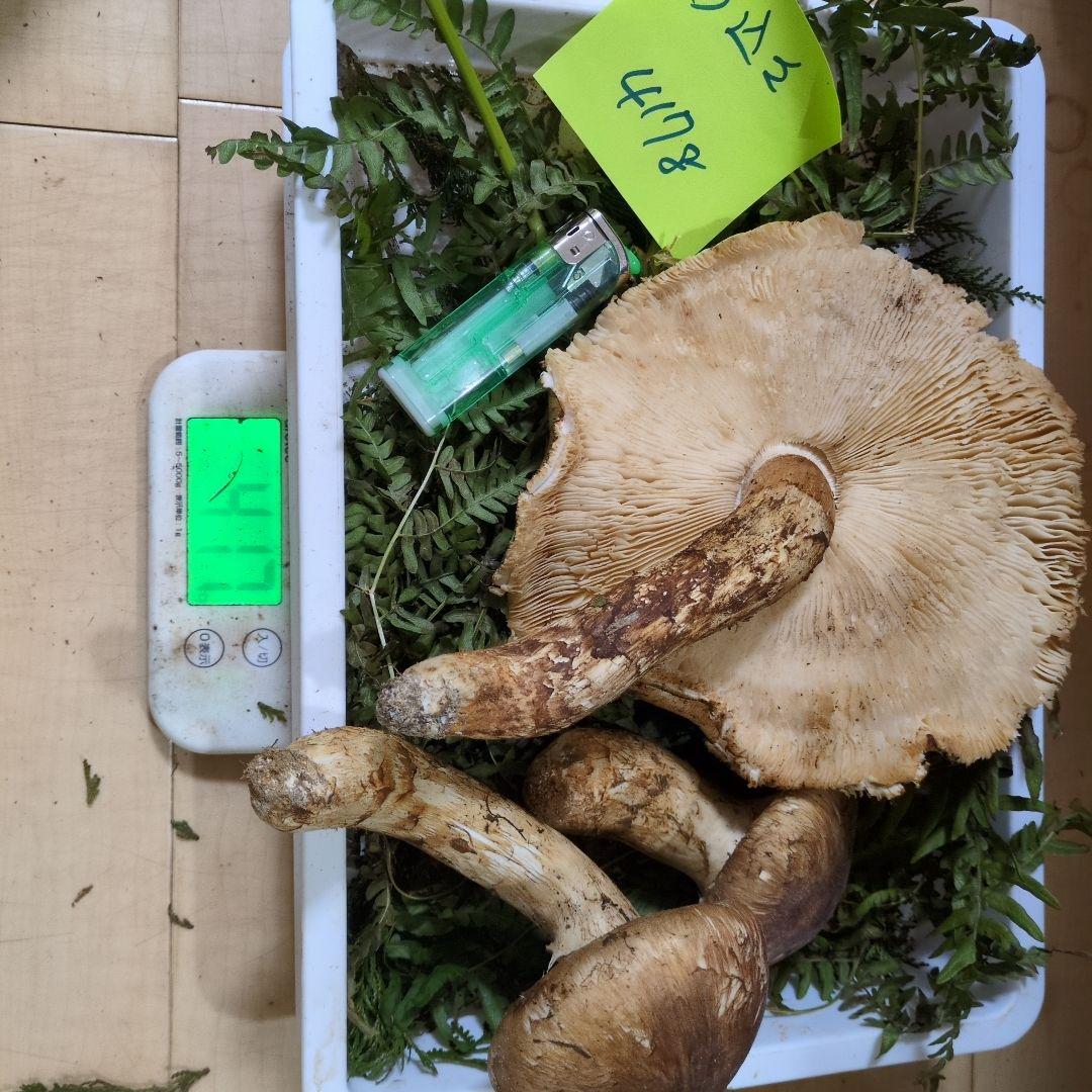 和歌山松茸 新鮮朝市　込み込み　417㌘