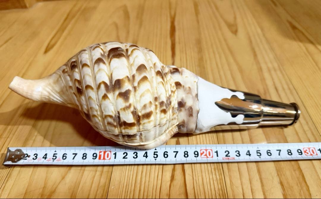 コンパクト修験道法螺貝　山伏　密教　熊よけ　魔除け❣️ほら貝　ホラガイ