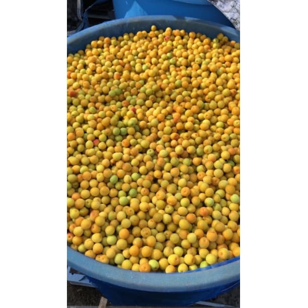 ★人気爆発！紀州南高梅 樽 10kg 梅 無添加 和歌山 紀州 白梅 0409