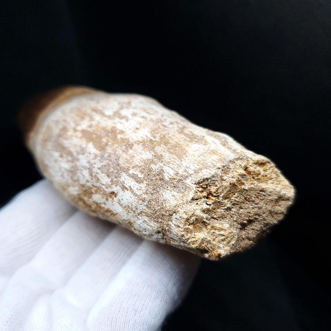 特大 歯根付き モササウルス 化石 歯 本物  123.82mm  mos74