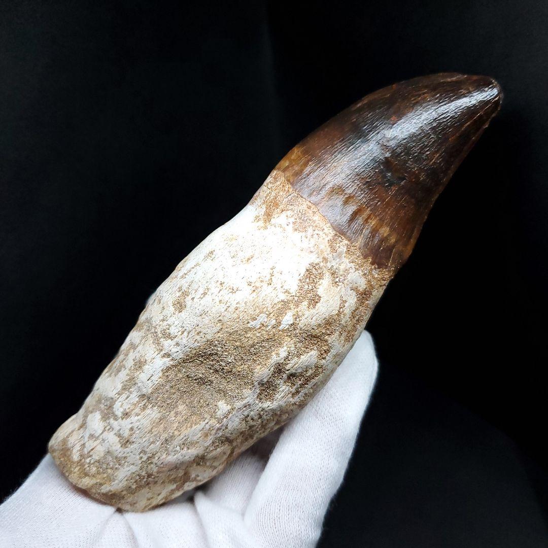 特大 歯根付き モササウルス 化石 歯 本物  123.82mm  mos74