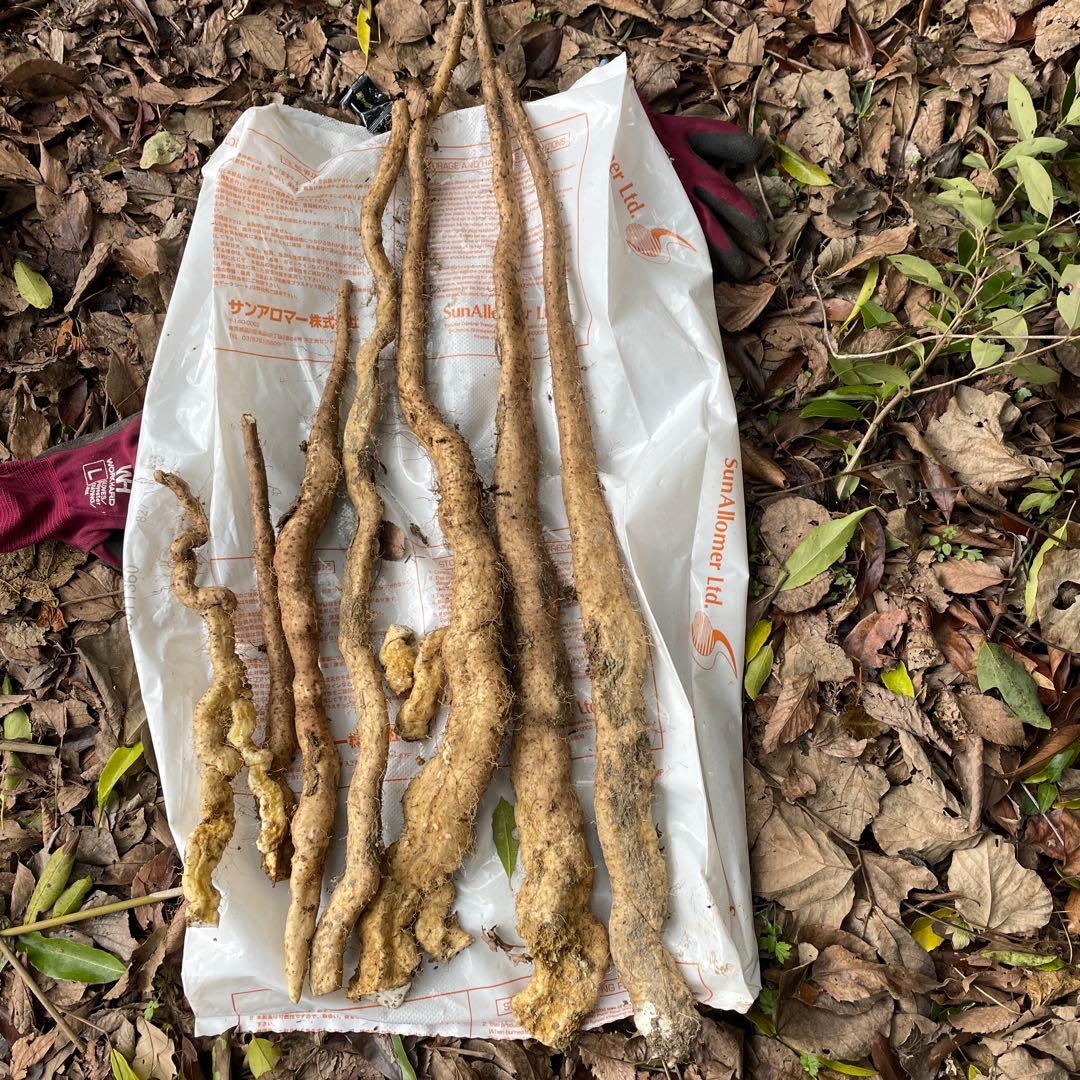 天然自然薯ーー3キロ