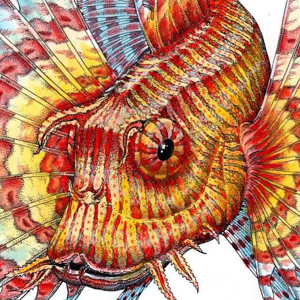 ネイチャーアート「ミノカサゴ」　水彩画