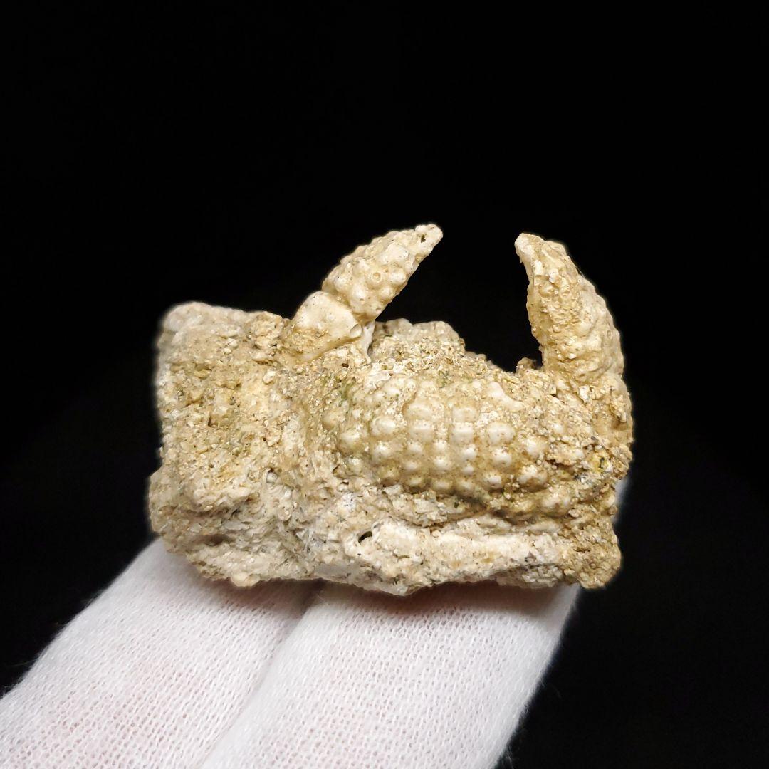 美品 カニ 歯 本物  化石 恐竜 産 43.84mm  fcr2