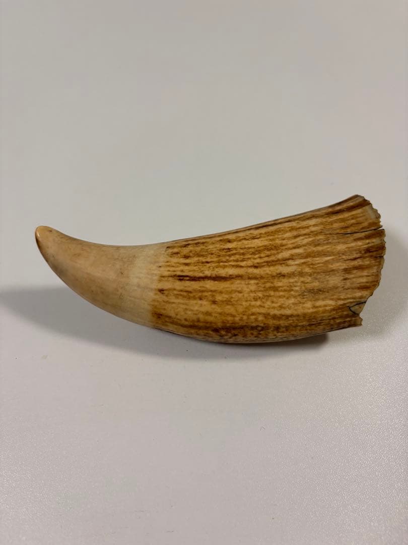 【⭐️希少⭐️】鯨の歯 マッコウクジラ 重量約259.5g