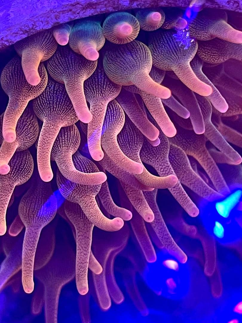 サンゴイソギンチャク (Bubble Rainbow)