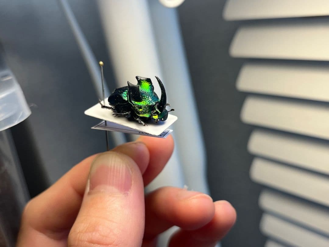 【17mm♂】デーモンニジダイコクコガネムシ 糞虫フンチュウ