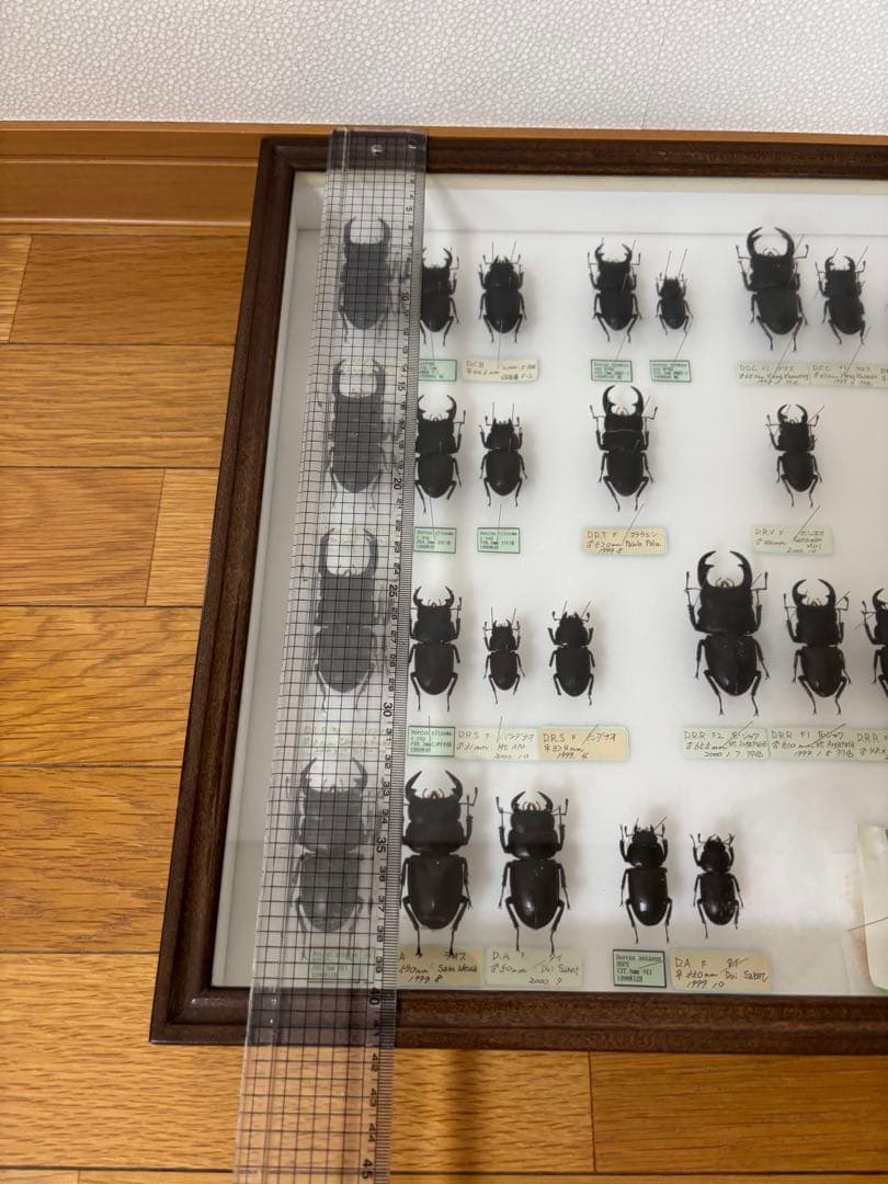 クワガタ　標本　オオクワガタ　木製フレーム