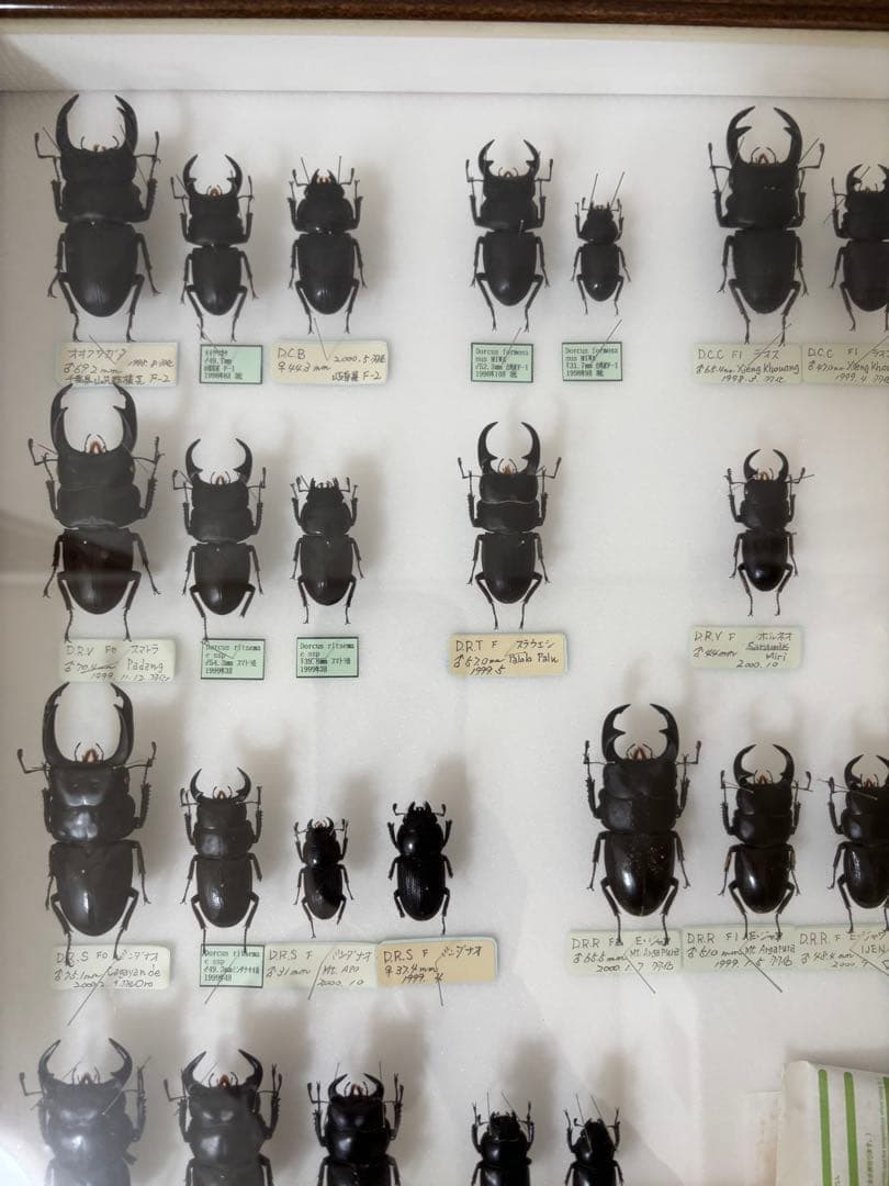 クワガタ　標本　オオクワガタ　木製フレーム