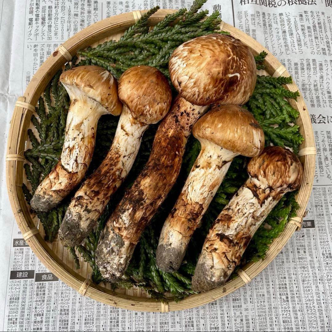 天然きのこ 松茸 国産 良品‼️ マツタケ まつたけ 大自然の凛さん採取その166