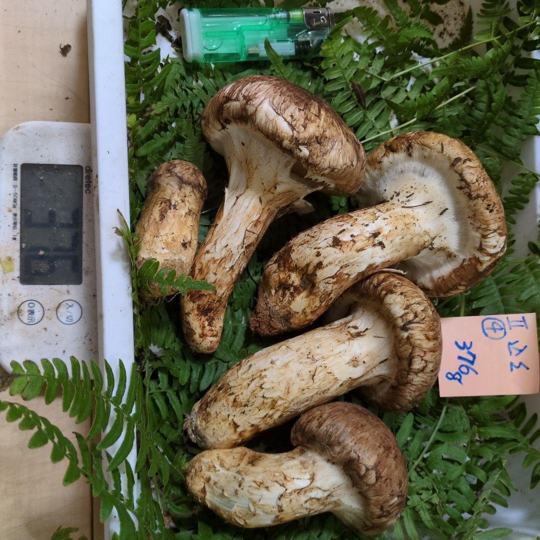 和歌山松茸 新鮮朝市　込み込み　376㌘