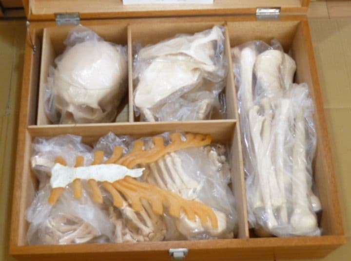 等身大人体骨格模型　坂本モデル